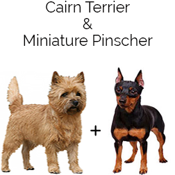 Mini Cairn Pin Dog
